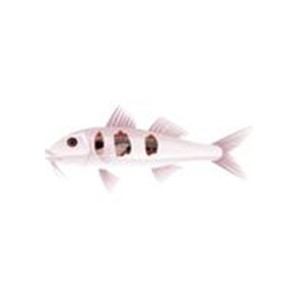 Spotted Goatfish